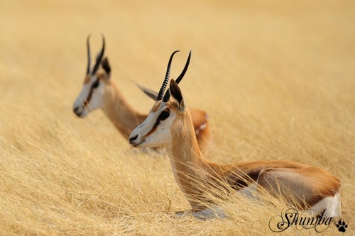 Etosha wonders