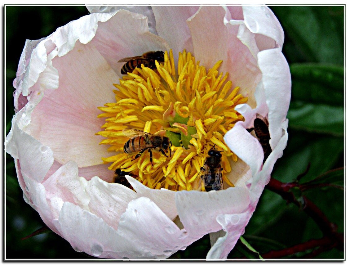 2019 / LES PIVOINES  ON DE LA VISITE 