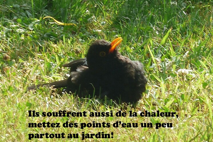 Des papillons et des canards