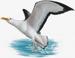 Etude d'un poème "L'albatros"