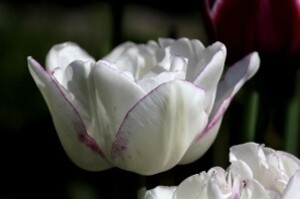 Tulipes Normandie3