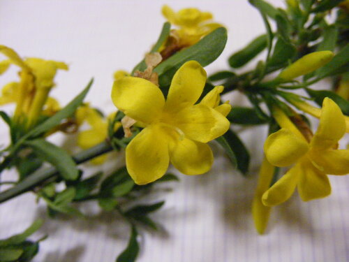Jasminum fructicans, Oleaceae