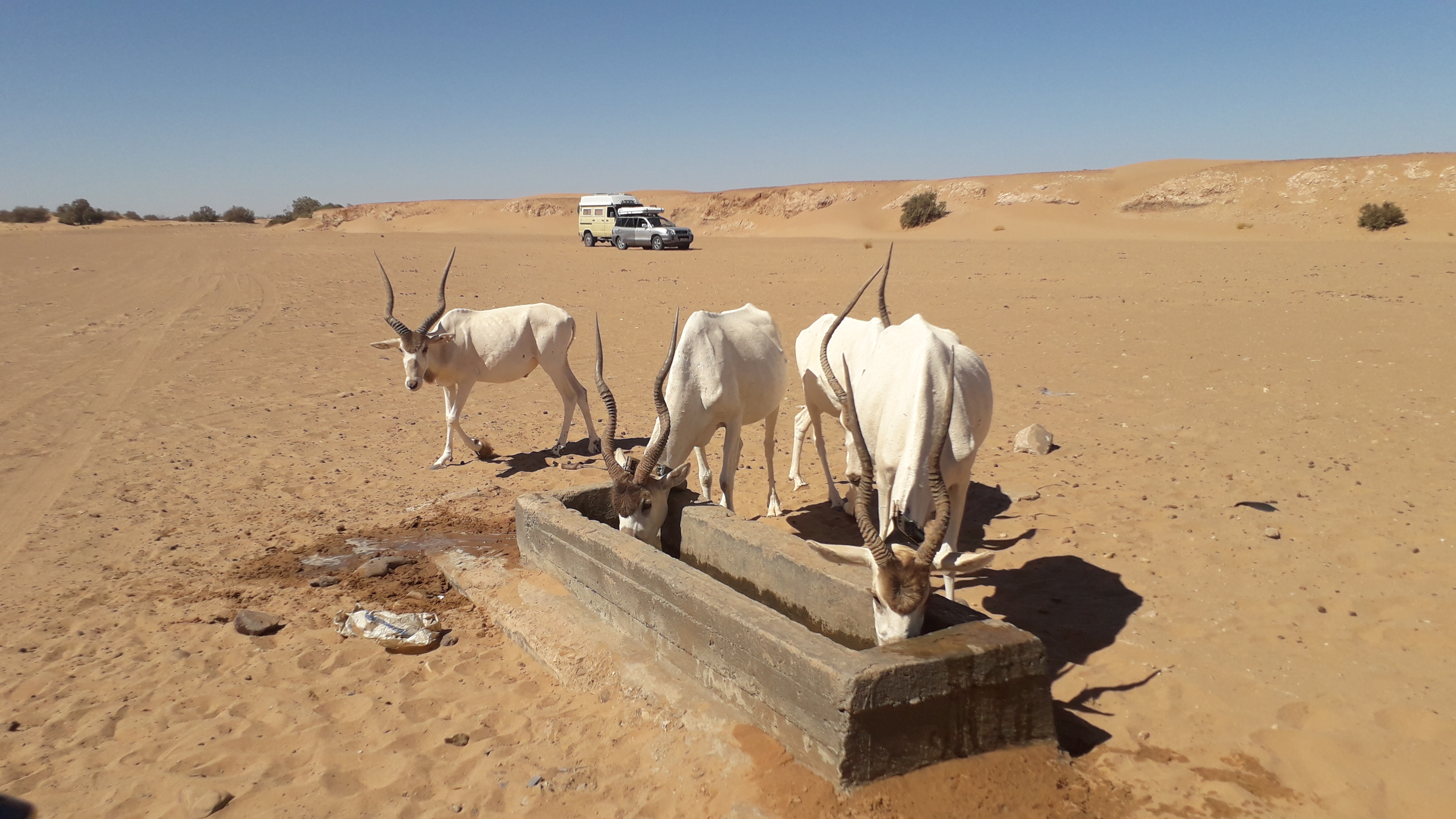 Well rencontre improbable avec des addax