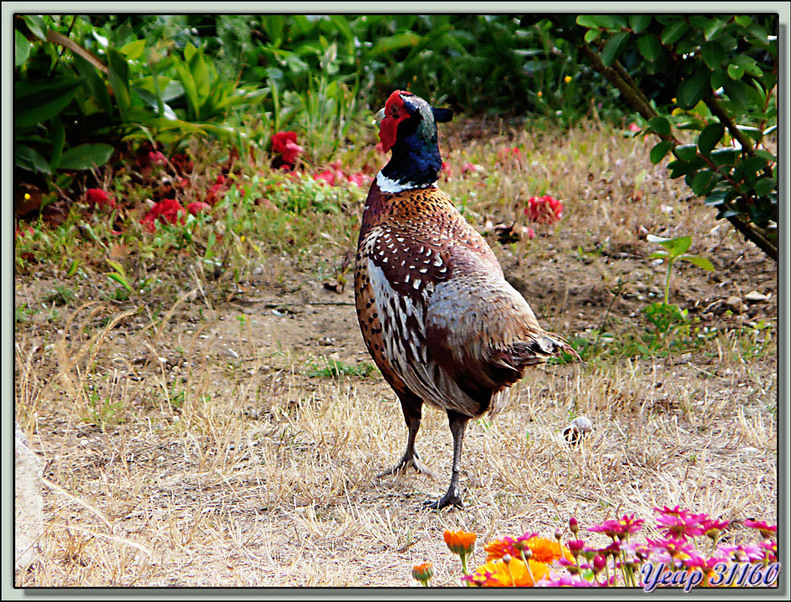 Faisan de Colchide (Phasianus colchicus) - Ile de Ré - 17