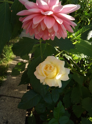 Rose jaune ' Madame Antoine Meilland '