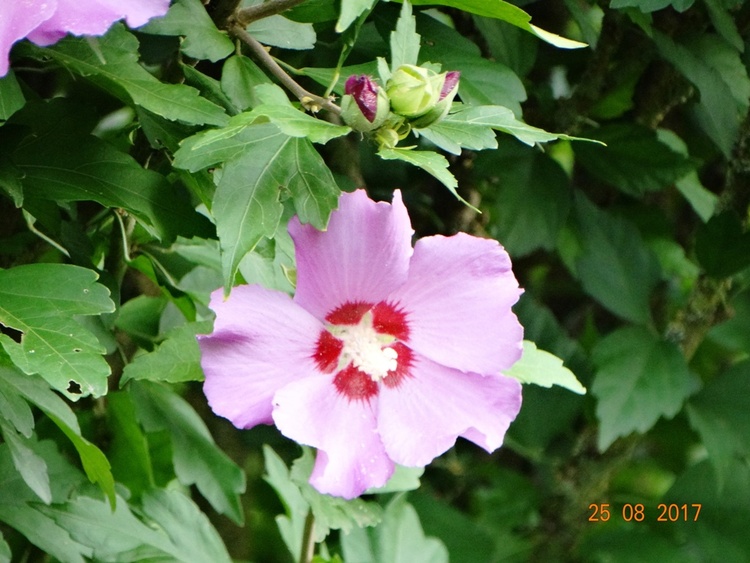 Hibiscus