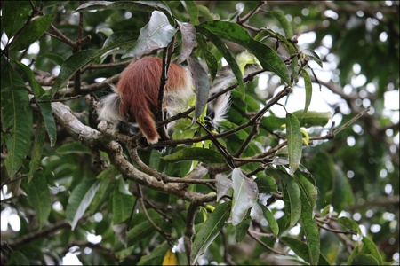 Jozani forêt, Zanzibar. Le colobe rouge. Octobre 2023.