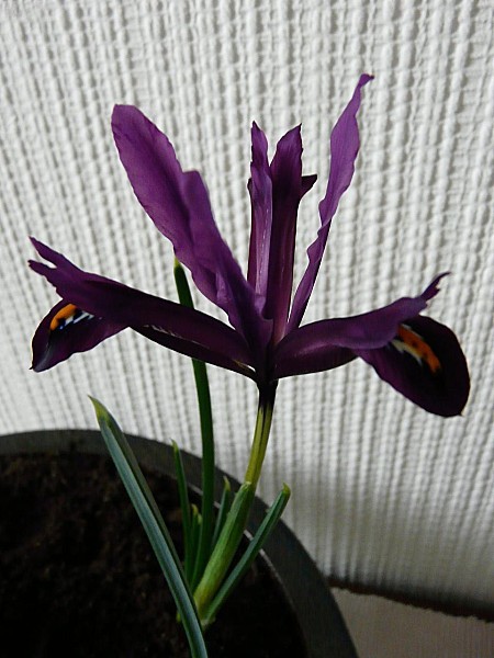 Iris reticulata Dijt- 27-01-2011 009