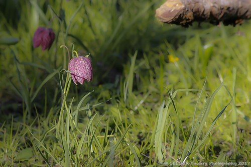 fritilliere pintade - Fritillaria meleagris - Hauteville-lompnes - Ain