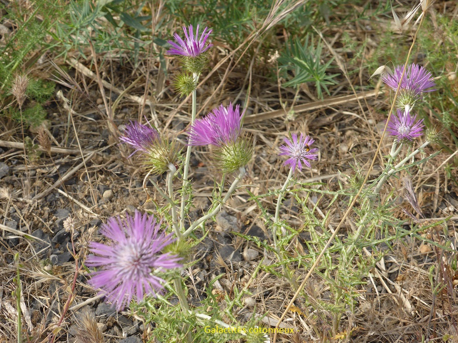   FLEURS  de la campagne