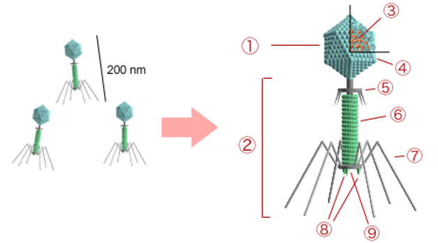 Les Phages Passent A L Attaque Tsukeshoin