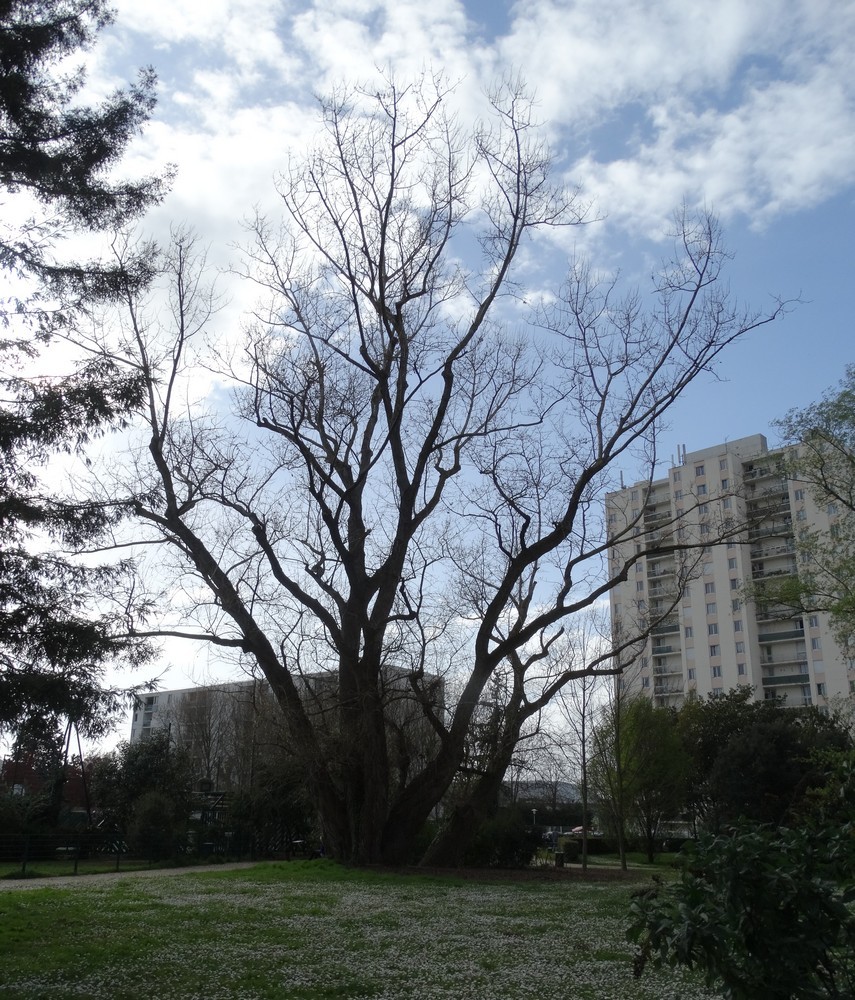 Un arbre remarquable : le peuplier noir de Chante Grillon...
