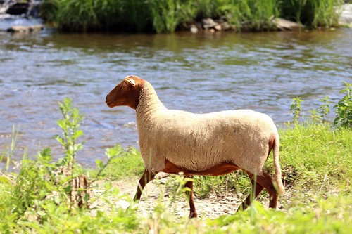 Transhumance des moutons sur l'île de Bohan (juin 2024)