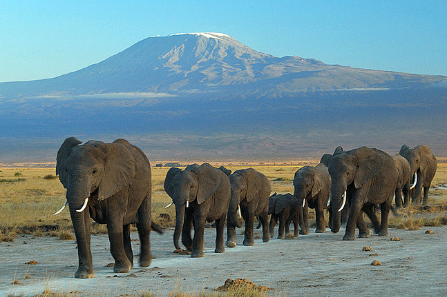Troupeau d'éléphants avec le Kilimandjaro en toile de fond
