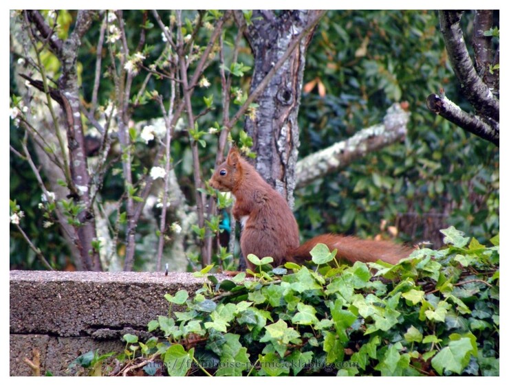 L'écureuil roux de mon jardin 