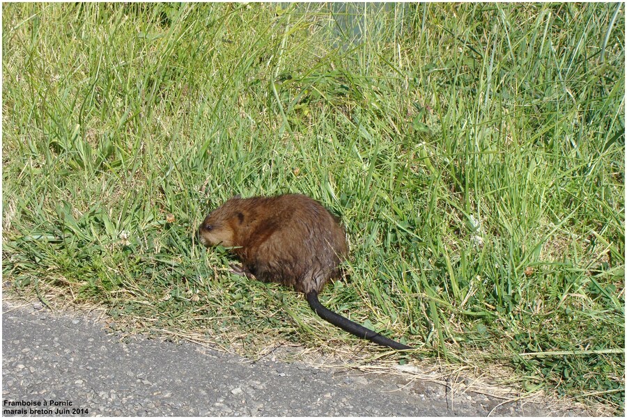 Naissance dans les marais 