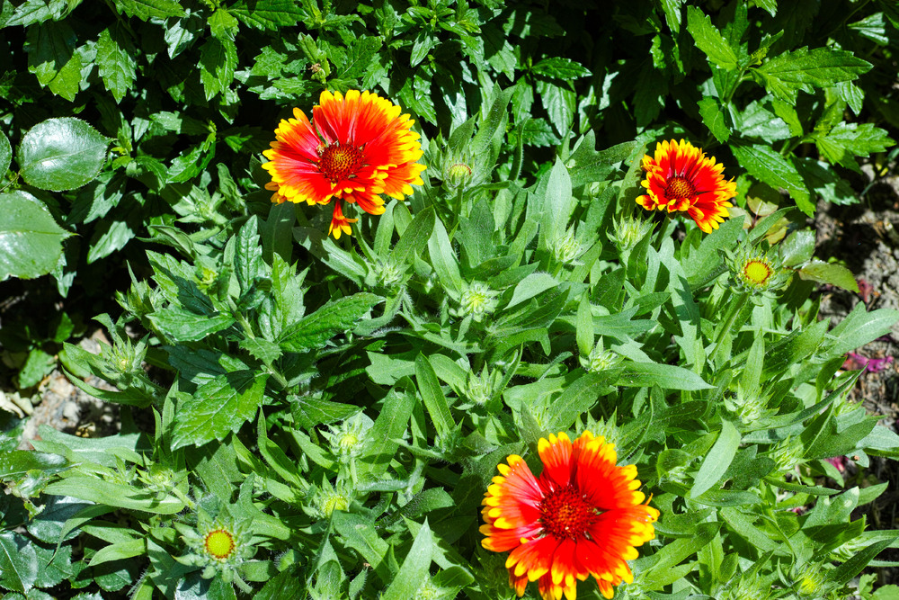 Gaillardes vivaces