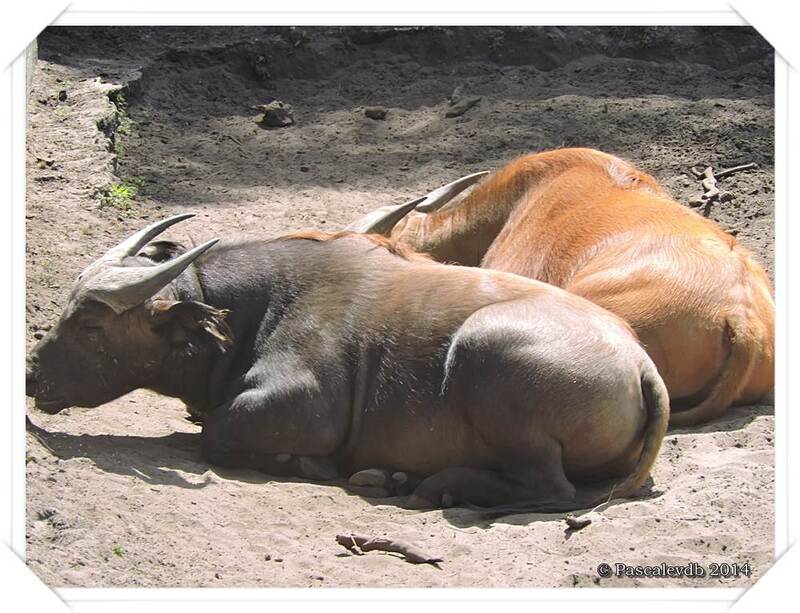 Zoo du Bassin d'Arcachon à La Teste de Buch - 4/20