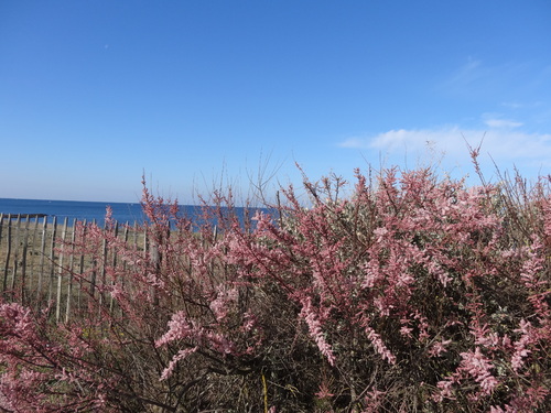 Les tamaris du bord de mer sur le ciel bleu