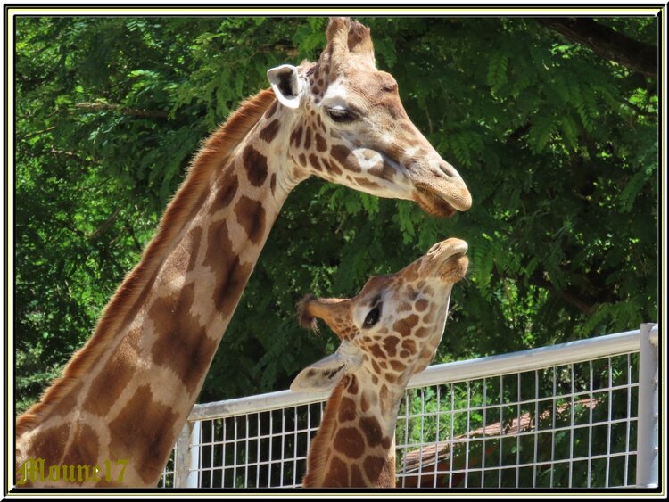 La Nursery et les bébés au zoo de La Palmyre (été2022)