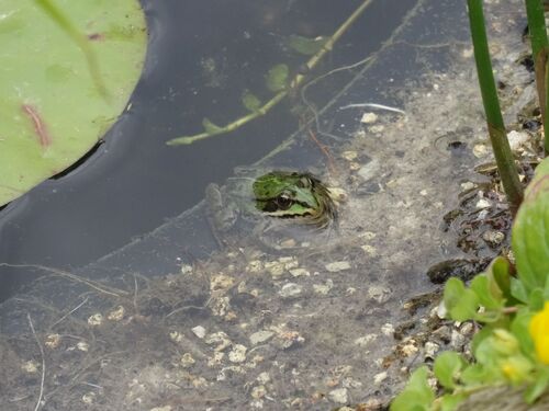 Grenouille