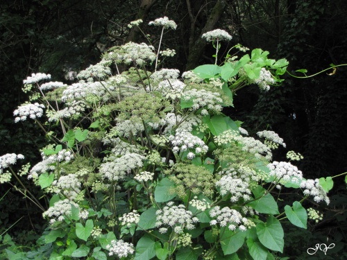 Angélique des bois ?