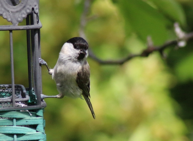 Mésange nonnette