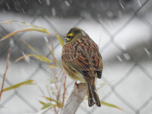 Bruant zizi sous la neige