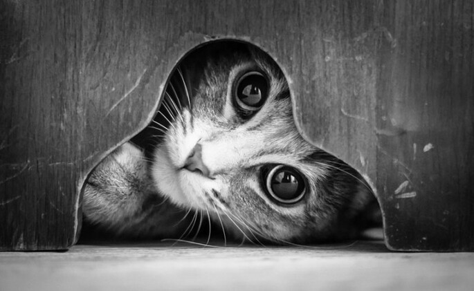 Superbes photographies de chats en noir et blanc