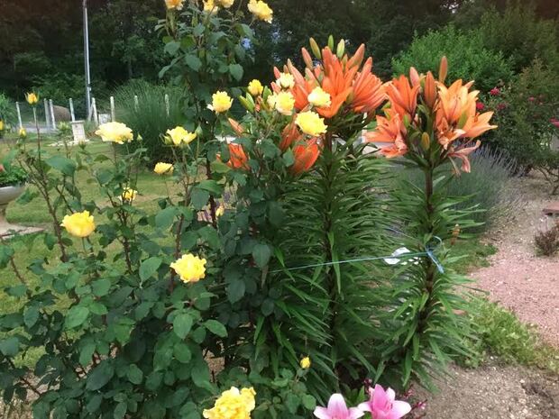 Les fleurs de mon Jardin 