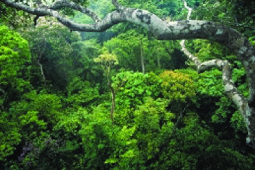 Les forêts tropicales ... 