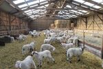 (Classe 1) 3 petits moutons semaine du 4 au 7 mai 2020