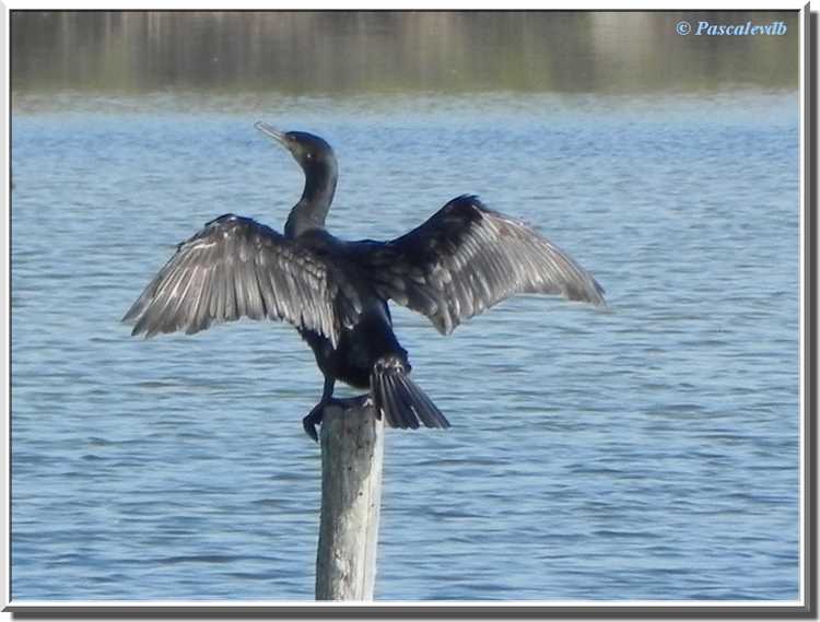 Parc ornithologique du Teich - cormoran