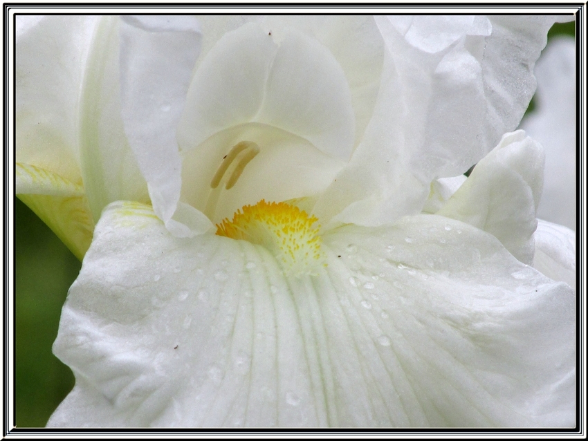 La porte du jardin est ouverte......