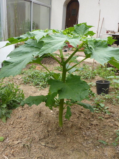 - Un baobab dans mon jardin ! -