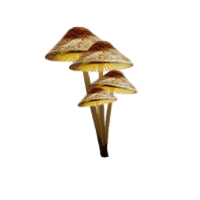 Mini champignons