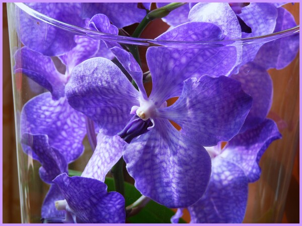 Orchidée "VANDA"
