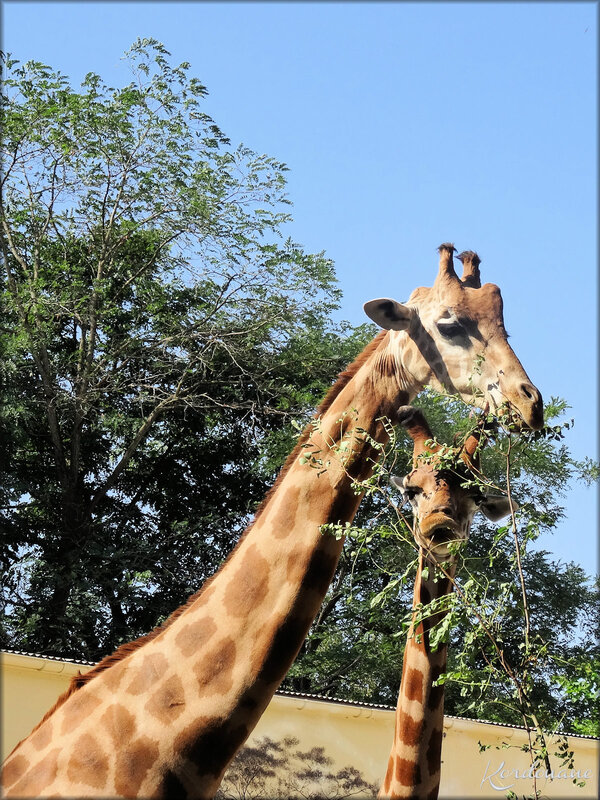 Photos des Girafes du Zoo de la Flèche (Sarthe)