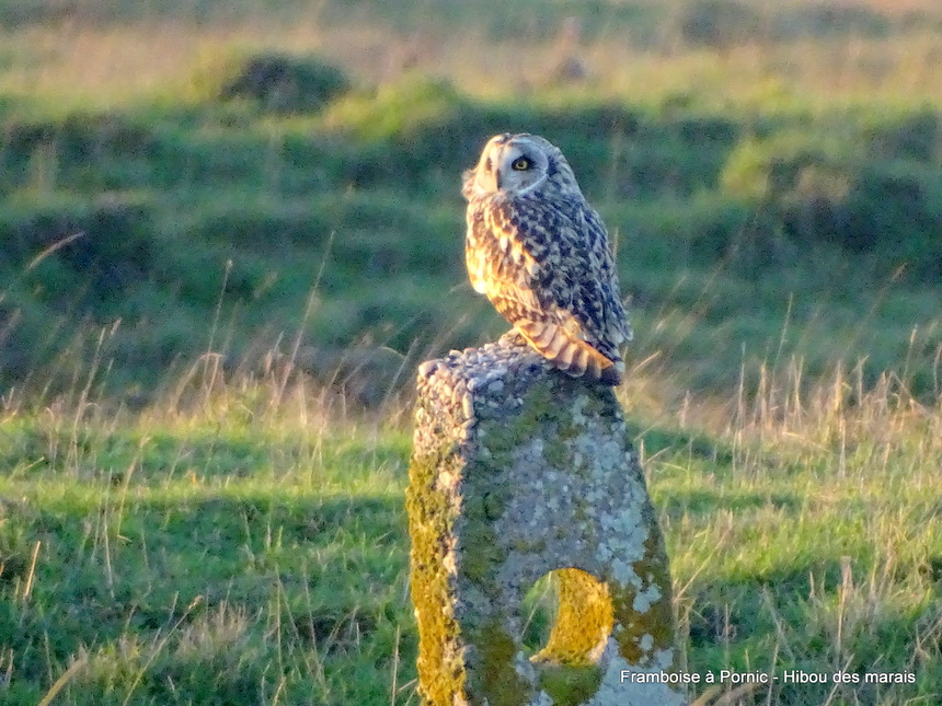 Hibou des marais - 2018