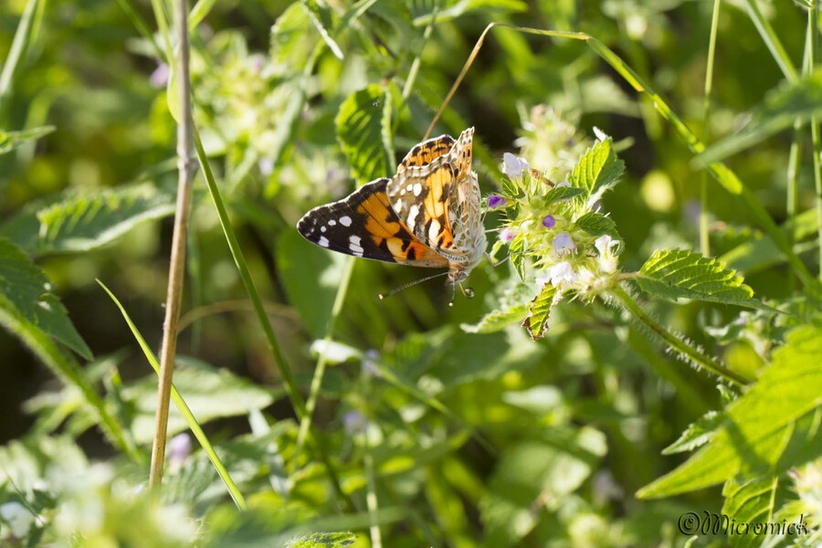 Vanesse du chardon (Vanessa cardui)