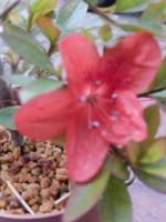Identification par les fleurs !