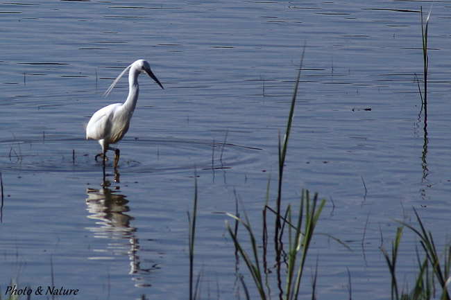 Aigrette garzette