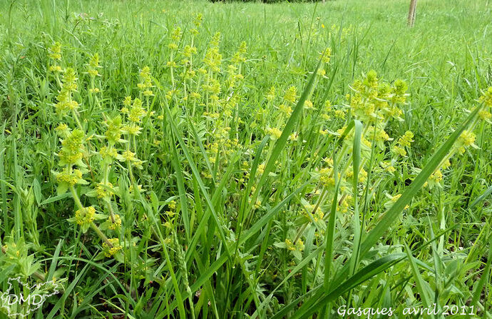 Cruciata laevipes - gaillet croisette