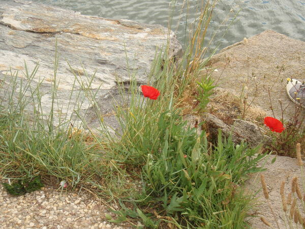 Fleurs de rocailles et des dunes