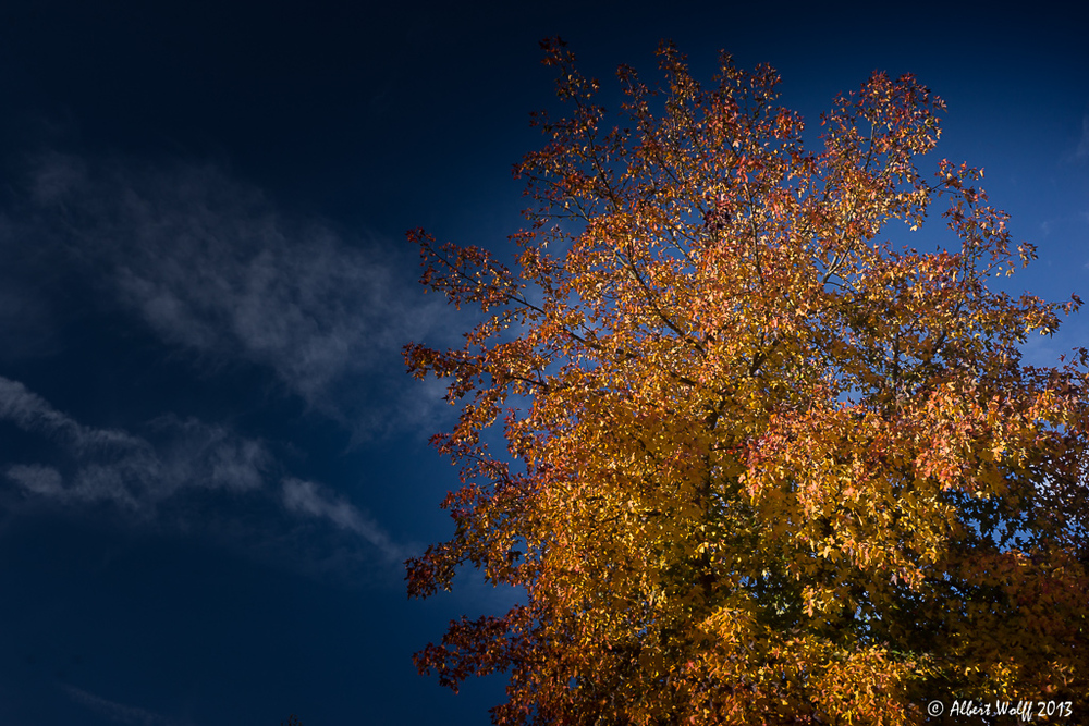 Automne rouge...