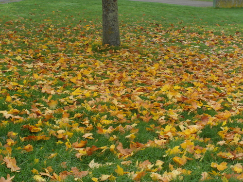 Sur et au pied de l 'arbre