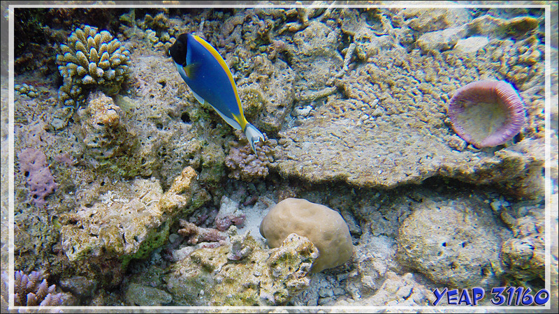 Poisson chirurgien à poitrine blanche (Acanthurus leucosternon) et Corail champignon (Fungia fungites) - Athuruga - Atoll d'Ari - Maldives