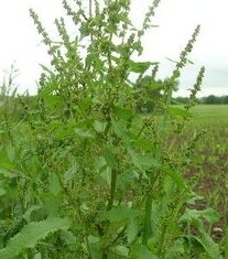 Bonnes et mauvaises herbes