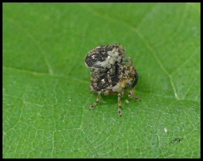 Nedyus quadrimaculatus.