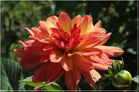 Dahlias au jardin